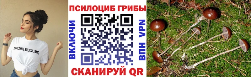 Галлюциногенные грибы Psilocybine cubensis  купить   Углегорск 